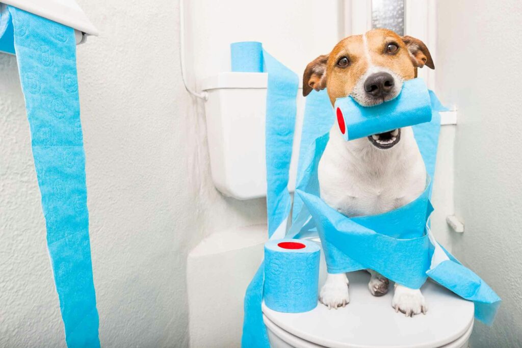 Como Ensinar seu cachorro a fazer xixi no local certo